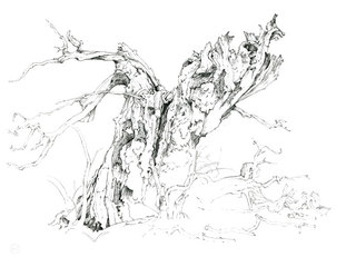 Shattered Oak 1  Pencil Drawing  46 x 61 cm £500