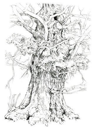 Flourishing Oak  Pencil Drawing  61 x 46 cm £500