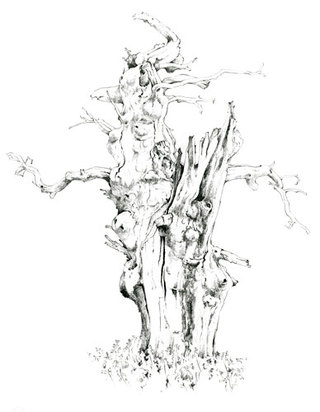 Smooth Oak 2  Pencil drawing  61 x 46 cm £500