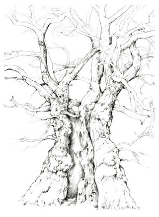 Conical Oak  Pencil Drawing  61 x 46 cm SOLD