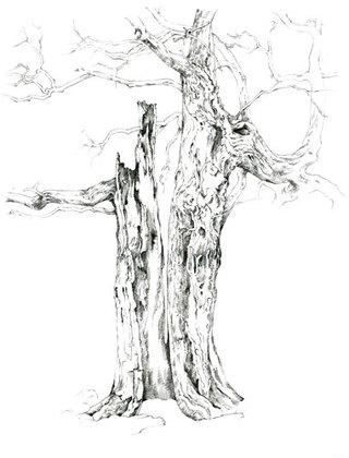 Riven Oak  Pencil Drawing  61 x 46 cm £500