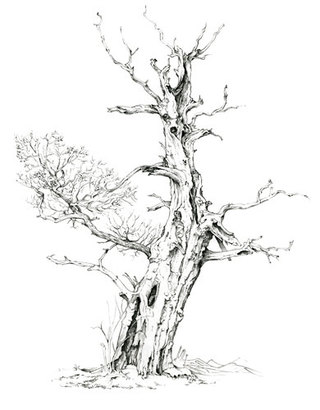 Live Branch Oak cPencil Drawing  61 x 46 cm SOLD