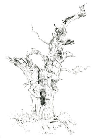 Smooth Oak 1  Drawing  61 x 46 cm £500