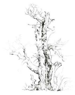 Thin Oak  Pencil Drawing  61 x 46 cm £500