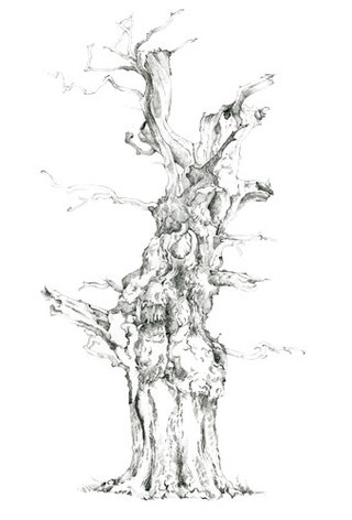 Elegant Oak   Drawing  61 x 46 cm SOLD