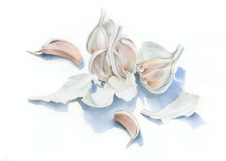 Nine Garlic Cloves Watercolour 63cm x 44cm £1200