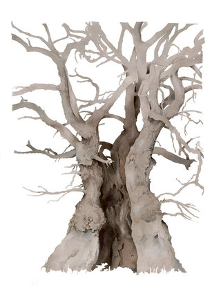 Conical Oak  Watercolour  71 x 52 cm SOLD