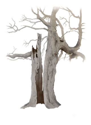 Riven Oak  Watercolour  71 x 52 cm  £1500