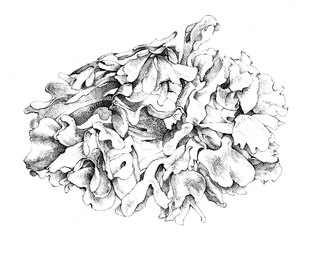 Seaweed  Pencil Drawing  approx. 20 x 30 cm NFS