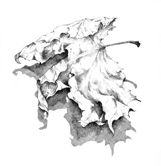 Sycamore Leaf  Pencil Drawing  approx. 30 x 25 cm  £250